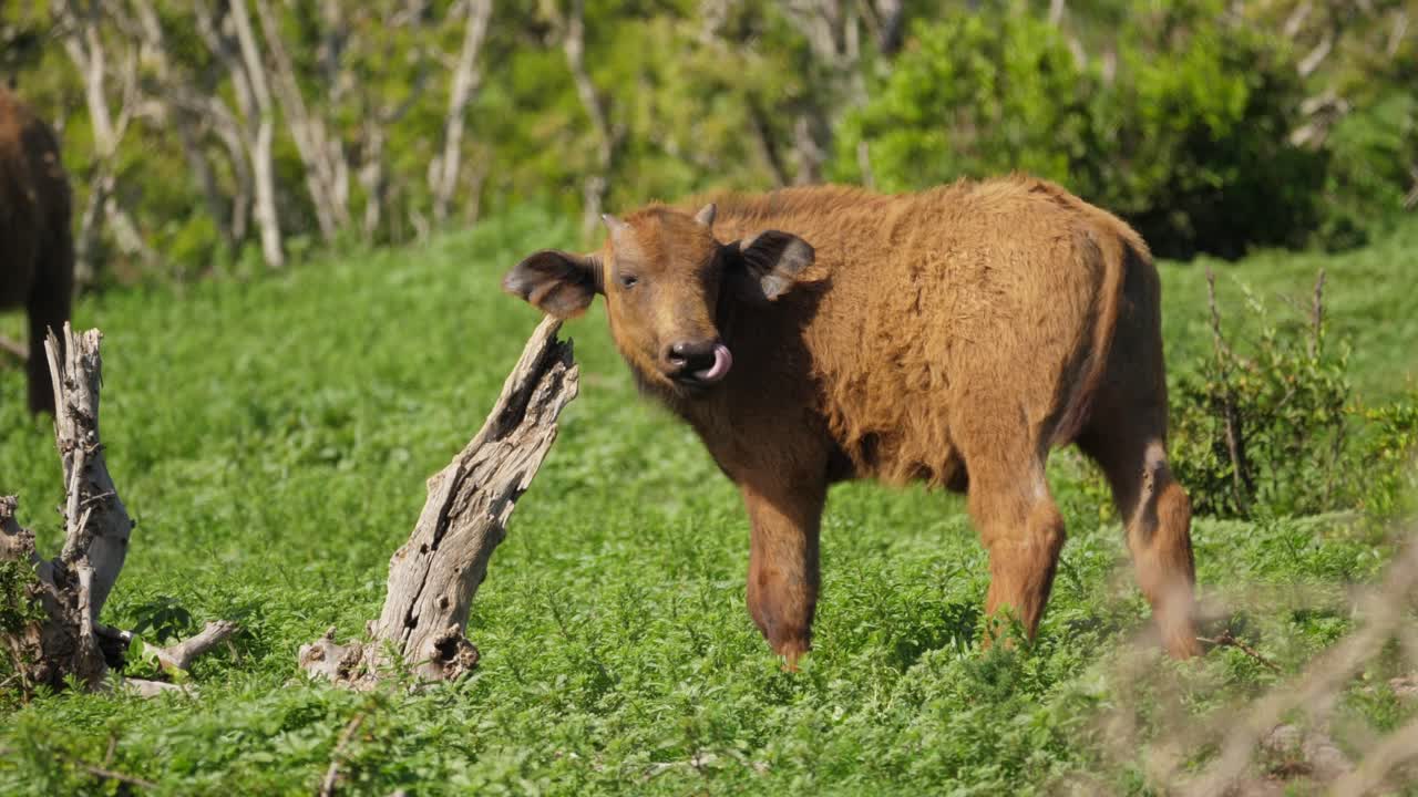 African baby Cape Buffalo standing in grassy meadow, licking lips, looks around in Addo Elephant Park, slow motion