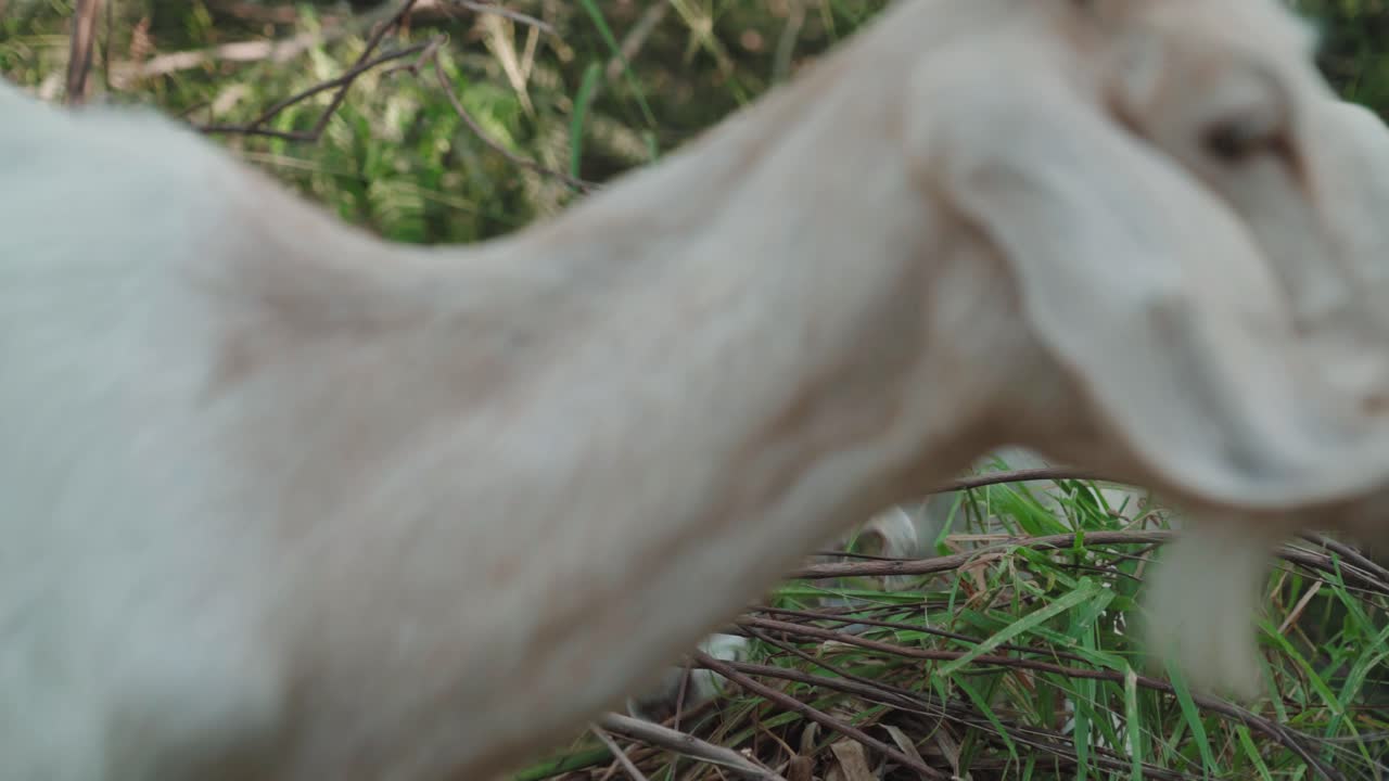 ⁇ 색 염소는 야외에서 풀을 먹고 있습니다. 염소는 소과 동물의 일원입니다.  ⁇ 은 날의 자연 환경, 가축 동물 개념입니다.