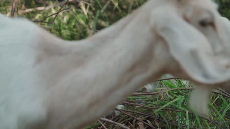 las cabras de color blanco están comiendo hierba al aire libre, las cabras son miembros de la familia de animales bovidae, entorno natural durante el día soleado, concepto de animales domesticados