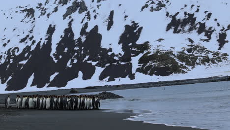 grupo de pingüinos rey intentando decidir si entrar al mar, georgia del sur