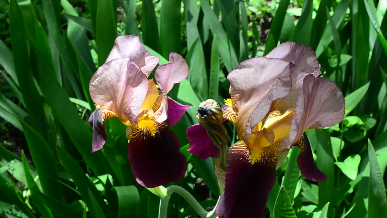 Frühlingsblumen, Makroaufnahme. Irisblume.