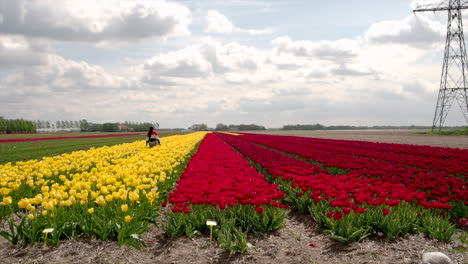 an indian female tourist enjoying a walk in a tulip field in the netherlands