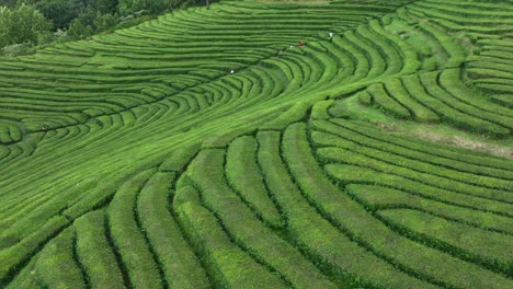 los turistas caminan por la ladera de la exuberante plantación de té de gorreana