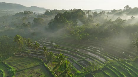 misty sunrise at tropical rice terrace landscape in sidemen bali, aerial