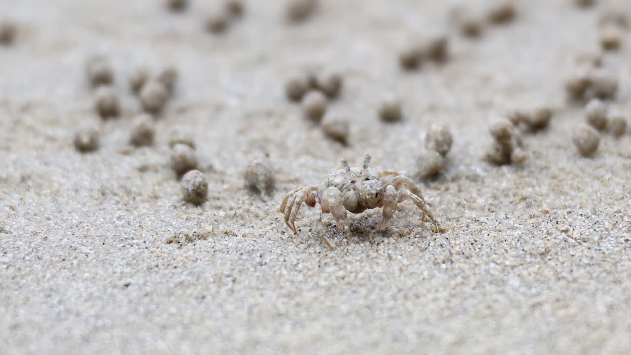 un cangrejo fantasma se mueve por el terreno arenoso