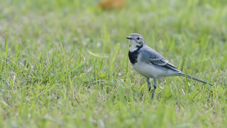 White-wagtail-searching-for-food-flies-in-the