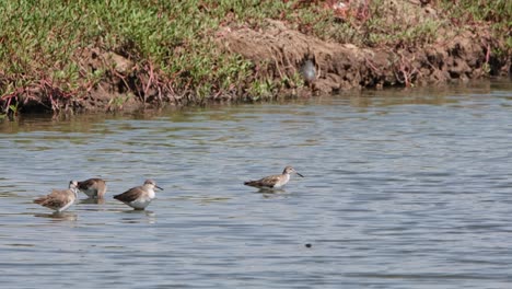 four individuals facing to the right while preening and and dipping their heads in the water to clean up, common redshank or redshank tringa totanus, thailand