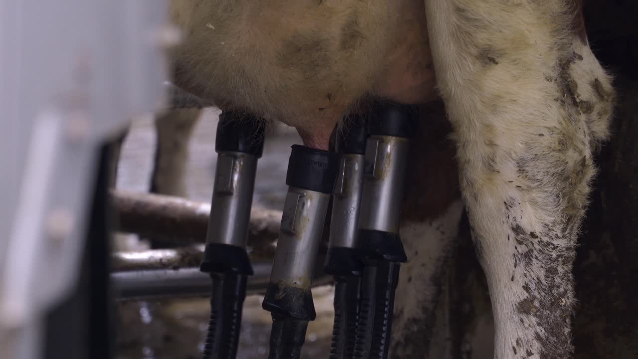 Milking Cow Using Milking System Equipment Inside A Cowshed