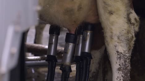 milking cow using milking system equipment inside a cowshed