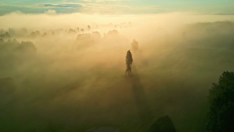 Drone-aerial-view-of-lone-pine-tree-in-forest-bushland-covered-by-mist-fog-low-cloud-cover-early-morning-sunrise-environment-outdoors-atmospheric-scenery-nature