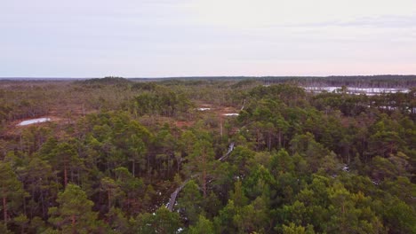 a drone's eye view of a latvian forest in autumn