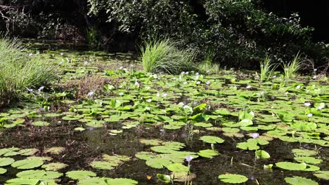 a serene pond covered with vibrant water lilies