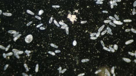 población de alta densidad de paramecio en el campo oscuro del microscopio