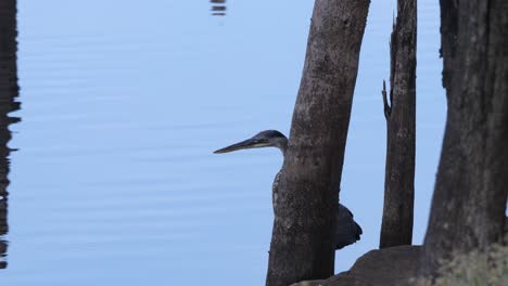 Reiher-Versteckt-Sich-Hinter-Einem-Pfosten-Und-Beobachtet-Die-Umgebung-Mit-Den-Dahinter-Fließenden-Wasserwellen