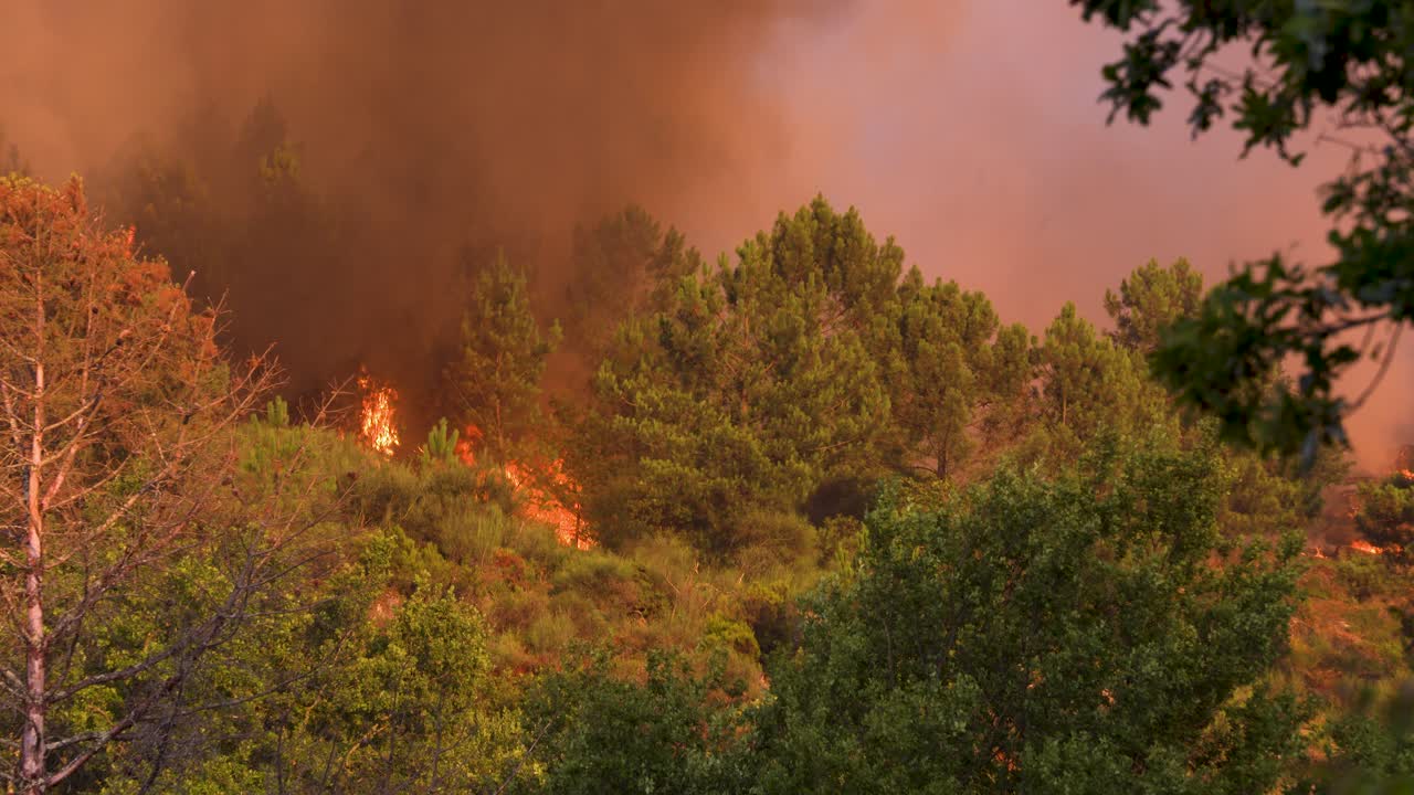 Thick smoke and huge flames rise above the forest during a raging wildfire