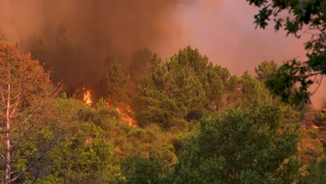 thick smoke and huge flames rise above the forest during a raging wildfire