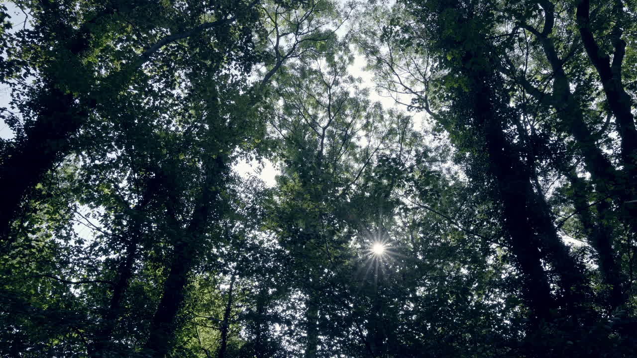 la cámara se mueve lentamente a través de un bosque oscuro en un día soleado, dejando que los rayos del sol brillen parcialmente a través de las copas de los árboles