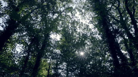 camera moves slowly through a dark forest on a sunny day, letting sunrays partially shine through the treetops