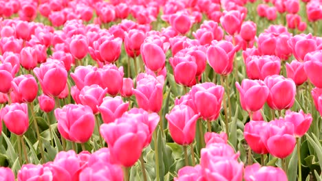 los tulipanes rojos ondeando en el viento