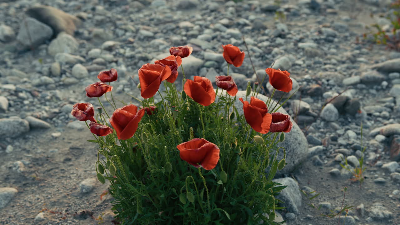 Red Poppy Flowers Grow In A Dry And Arid Stream