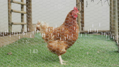 chicken walking in coop with data analysis animation over it