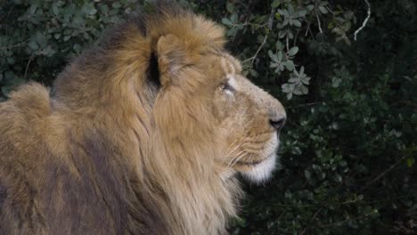 Gran-León-Macho-De-Pie-Y-Mirando-A-Su-Alrededor-De-Cerca