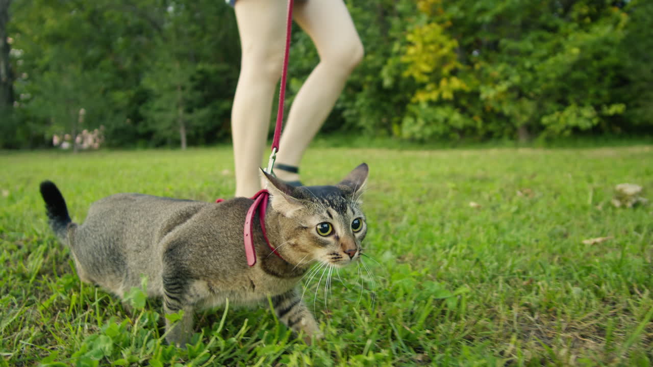 Small pretty cat walking in the park with young woman owner. Close-up of kitty on green grass. Nature