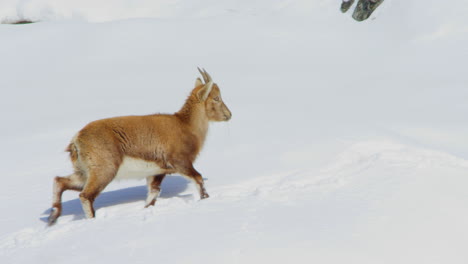 a baby ibex is walking up a snowy mountain