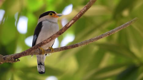 The-Silver-breasted-Broadbill-is-a-famous-bird-in-Thailand,-both-local-and-international