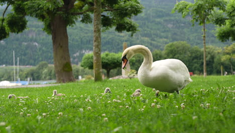 swan with baby cygnets walking on green grass near lake walensee, switzerland, summer wildlife view