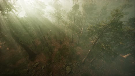 Drohne-Bricht-Durch-Den-Nebel,-Um-Mammutbäume-Und-Kiefern-Zu-Zeigen