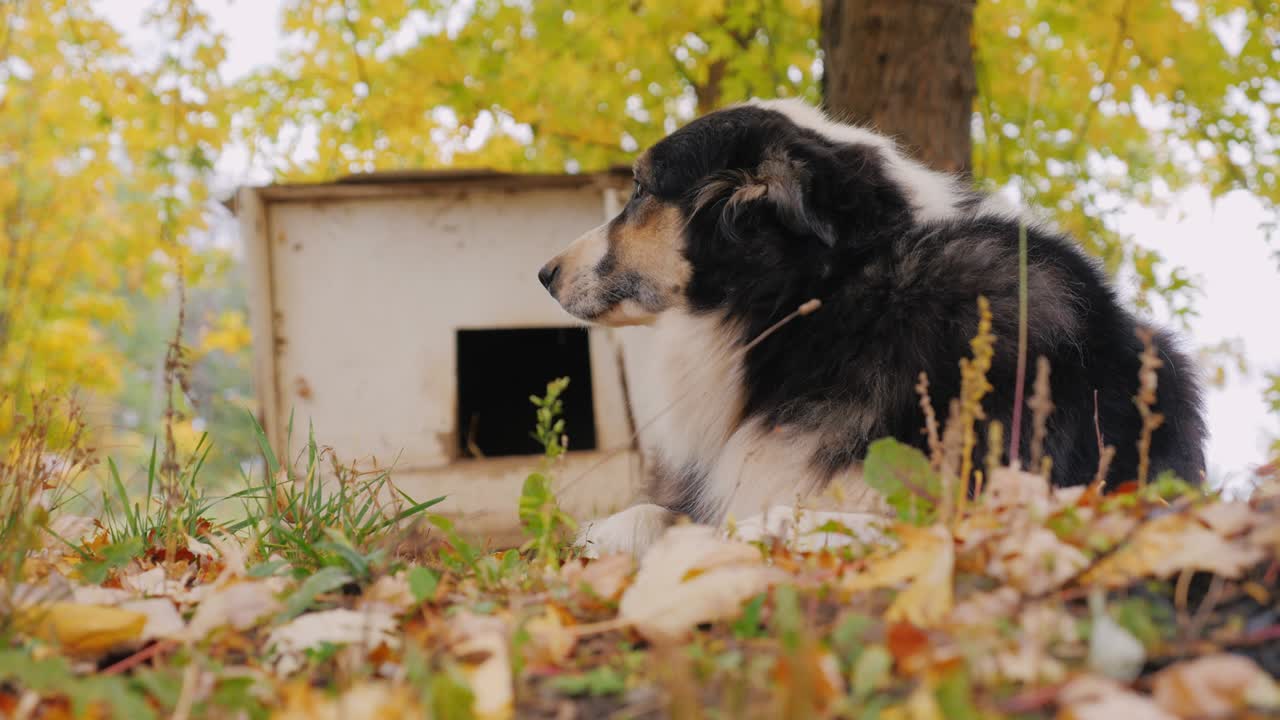 el pastor australiano está alrededor de su cabina.