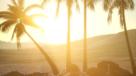 palmeras en el desierto al atardecer