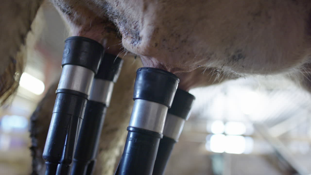 mungitura della mucca - le quattro ventose sottovuoto attaccate ai capezzoli, il latte scorre