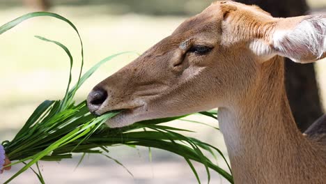 antílope comiendo hierba en el recinto del zoológico de chonburi