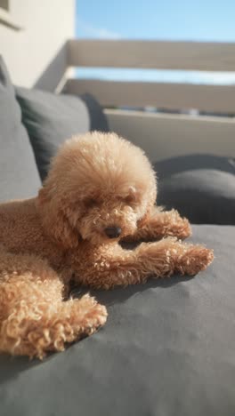 fluffy beige poodle relaxing on a patio