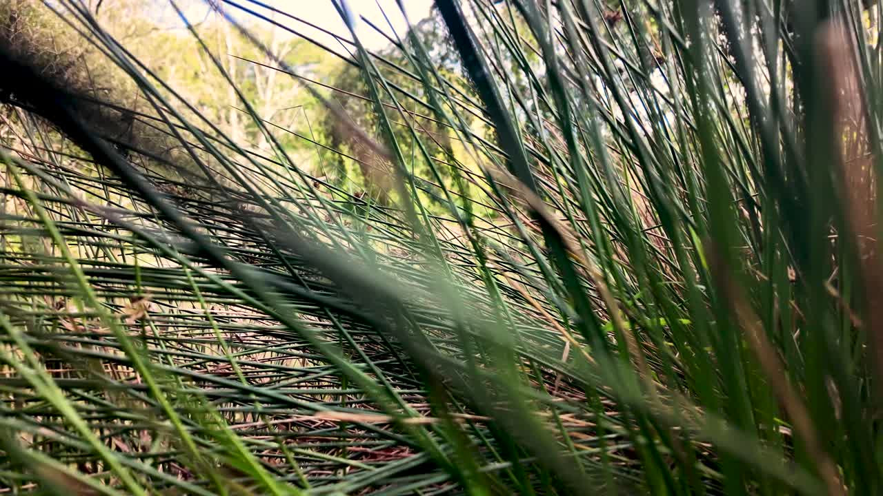 A closeup view of grass blades and reeds with a sunlit forest backdrop. pull back shot