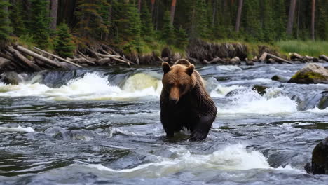 brown bear fishing in a mountain river