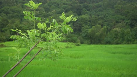 small plant in front of rice field green rainy days