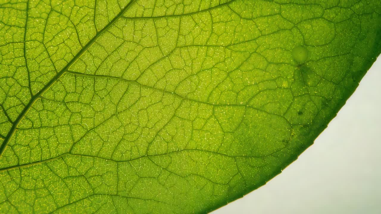 Panning camera revealing single green leaf on lightbox, showing translucent veins and droplets