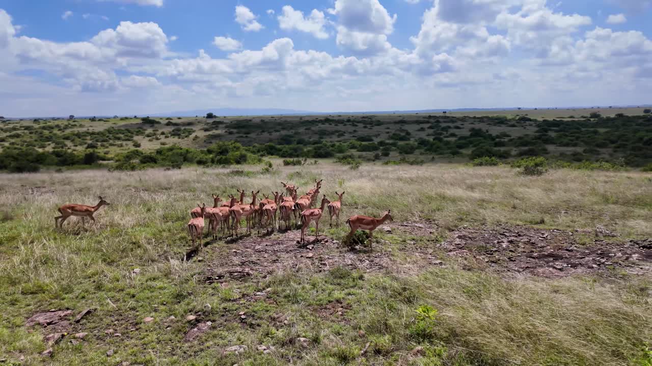 grupo de ciervos en la sabana