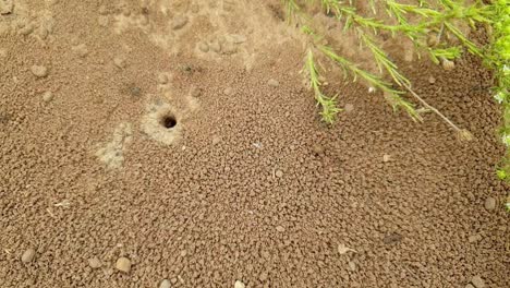 ant colony slow motion slide footage showing ants running over the ground and sand ready to protect and bite for their territory macro close up