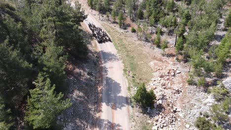 goats driving through the forest