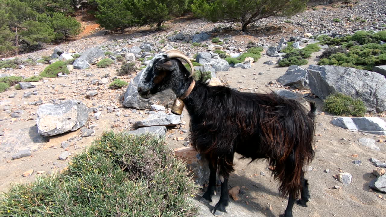 Capre su una spiaggia rocciosa a Creta, Grecia.