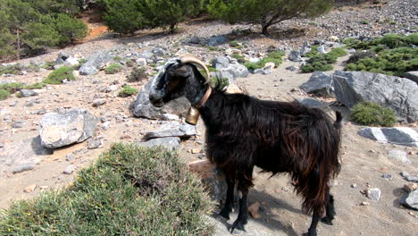 cabras en una playa rocosa en creta, grecia