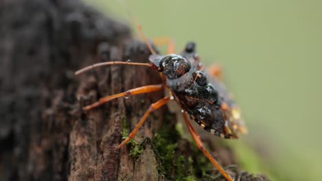 waldkäfer oder rotbeiniger schildkäfer (pentatoma rufipes) ist eine art schildkäfer der familie pentatomidae, die häufig in den meisten teilen europas vorkommt. sie bewohnt wälder, wälder, obstgärten und gärten