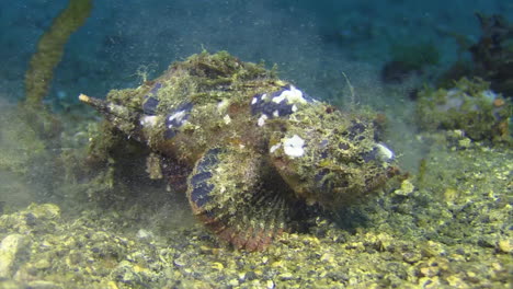 Bandtail-Scorpionfish-Verschlingt-Und-Tötet-Banggai-Kardinalbarsche-Auf-Sandboden,-Plötzlicher-Angriff-Während-Des-Tages