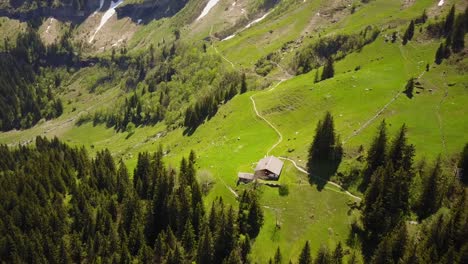 drone view of fir trees next to a green meadow in the swiss alps