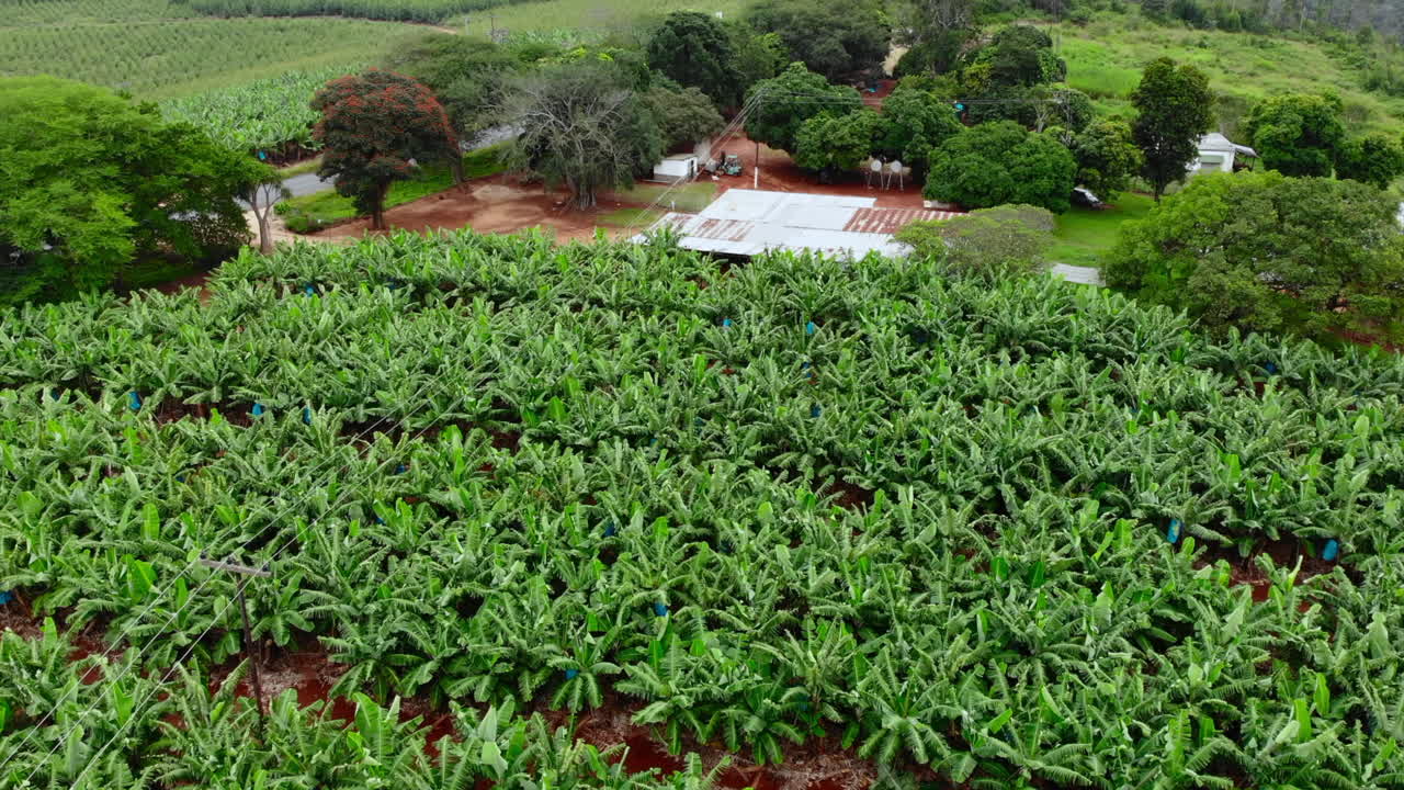 바나나 농장 의 공중 사진