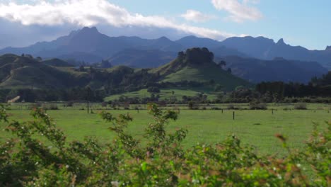 Beautiful-view-of-the-green-hills-and-valleys-of-New-Zealand-taken-from-a-car-passing-a-group-of-trees